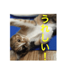 ひと言ねこ（個別スタンプ：17）