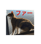 ひと言ねこ（個別スタンプ：18）