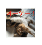 ひと言ねこ（個別スタンプ：19）