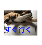 ひと言ねこ（個別スタンプ：21）