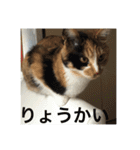 ひと言ねこ（個別スタンプ：22）