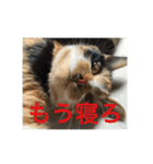 ひと言ねこ（個別スタンプ：23）