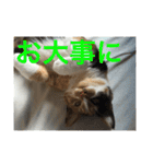 ひと言ねこ（個別スタンプ：24）