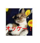 ひと言ねこ（個別スタンプ：25）