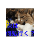 ひと言ねこ（個別スタンプ：28）