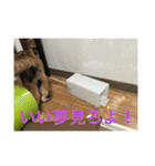 ひと言ねこ（個別スタンプ：30）