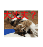 ひと言ねこ（個別スタンプ：31）