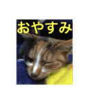 ひと言ねこ（個別スタンプ：32）