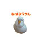 関西弁インコ（個別スタンプ：1）