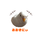 関西弁インコ（個別スタンプ：5）