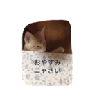 レオンです（個別スタンプ：14）