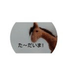 フェルト馬（個別スタンプ：4）