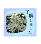 多肉植物の日常会話（個別スタンプ：7）