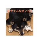 フレンチブルドッグ  ブンガ＆柴犬（個別スタンプ：1）