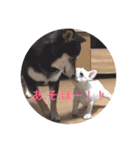 フレンチブルドッグ  ブンガ＆柴犬（個別スタンプ：29）