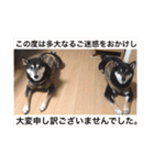 フレンチブルドッグ  ブンガ＆柴犬（個別スタンプ：39）