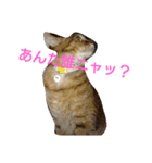 猫(もも)のスタンプ（個別スタンプ：8）