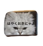 ろっこという名のねこ（個別スタンプ：14）