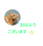 猫のあんずです(日常会話)（個別スタンプ：1）