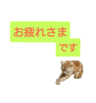 猫のあんずです(日常会話)（個別スタンプ：2）