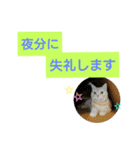 猫のあんずです(日常会話)（個別スタンプ：3）