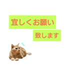 猫のあんずです(日常会話)（個別スタンプ：5）