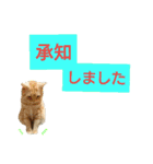 猫のあんずです(日常会話)（個別スタンプ：6）