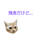 猫のあんずです(日常会話)（個別スタンプ：11）