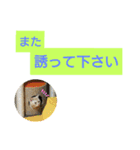 猫のあんずです(日常会話)（個別スタンプ：12）