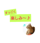 猫のあんずです(日常会話)（個別スタンプ：16）