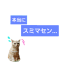 猫のあんずです(日常会話)（個別スタンプ：17）