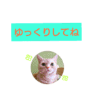 猫のあんずです(日常会話)（個別スタンプ：28）