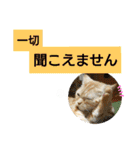 猫のあんずです(日常会話)（個別スタンプ：32）