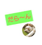 猫のあんずです(日常会話)（個別スタンプ：34）