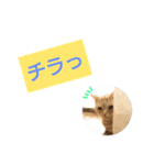 猫のあんずです(日常会話)（個別スタンプ：36）