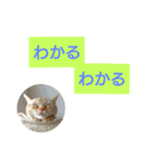 猫のあんずです(日常会話)（個別スタンプ：38）