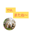 猫のあんずです(日常会話)（個別スタンプ：39）