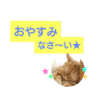 猫のあんずです(日常会話)（個別スタンプ：40）