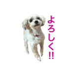 愛犬もなか（個別スタンプ：1）