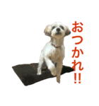 愛犬もなか（個別スタンプ：3）