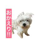 愛犬もなか（個別スタンプ：5）