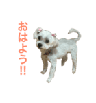 愛犬もなか（個別スタンプ：8）