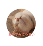 ねこのさくら（個別スタンプ：11）