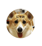 コーギー犬らん（個別スタンプ：6）