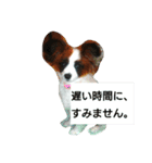 キュートなパピヨン(子犬)の日常会話（個別スタンプ：4）