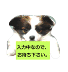 キュートなパピヨン(子犬)の日常会話（個別スタンプ：12）