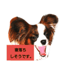 キュートなパピヨン(子犬)の日常会話（個別スタンプ：16）