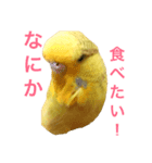 ジャンボセキセイインコのねぎちゃん（個別スタンプ：4）