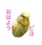 ジャンボセキセイインコのねぎちゃん（個別スタンプ：5）