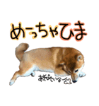 柴犬わんこ（個別スタンプ：18）